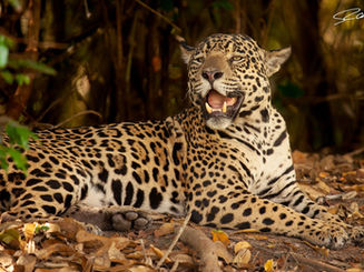 Pantanal: la casa del Giaguaro