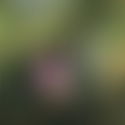 The Ornithologist's Field Guide to Love, India Holton