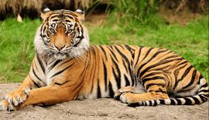 Απειλούμενα ζώα: Η τίγρης