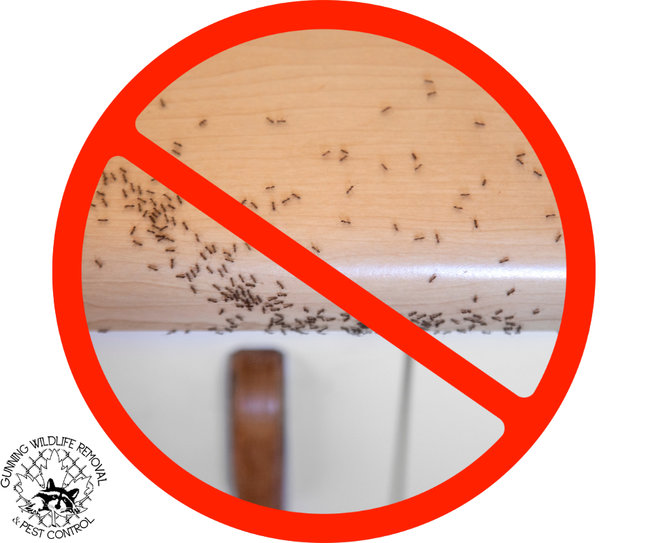 Common Types of House Ants and How to Deter Them