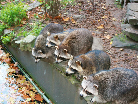 Scratching & Squawking?