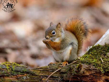 It’s Busy Season for Squirrels
