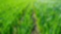Regenerative Agriculture, Holistic Management, farming problem concept. Green wheat field 