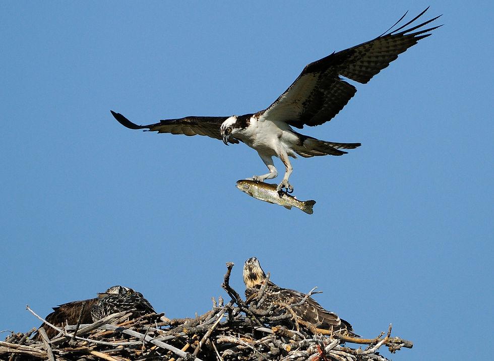 Osprey