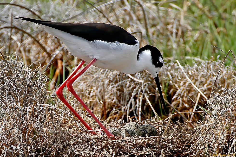 Black-necked Stilt at nest