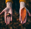 Fall Tokens
