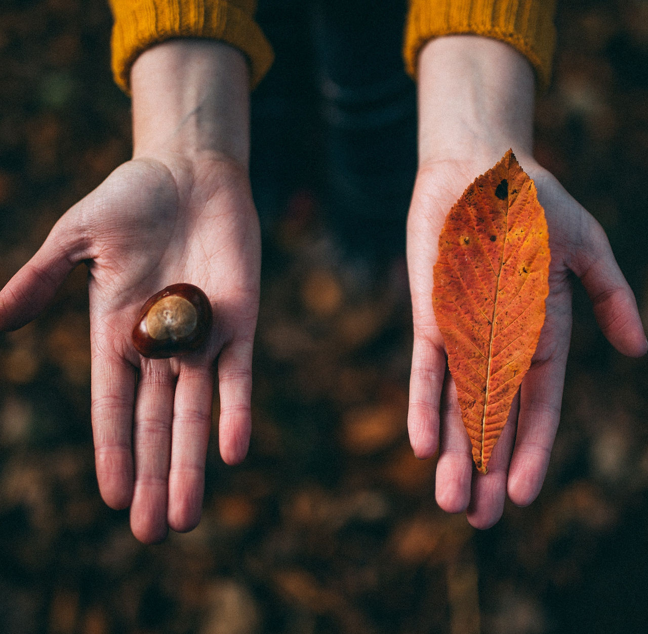 Fall Tokens