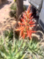 פריחה כתומה של צמח האלוורה לשימוש חיצוני