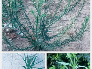 צמחי קיץ למאכל ומרפא בבר: אלו צמחי-בר גדלים בקיץ (summer wild plants) וגם מתכון לכיסונים ממולאים