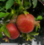 צילום 2 רימונים אדומים על עץ הרימון