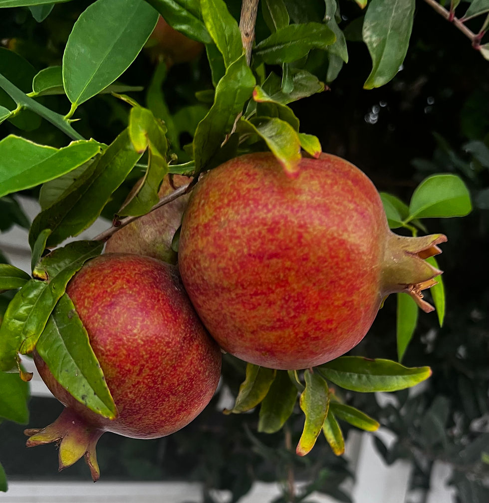 צילום 2 רימונים אדומים על עץ הרימון