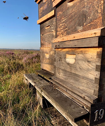 Big-Data-For-Bees-Hack-2.jpeg