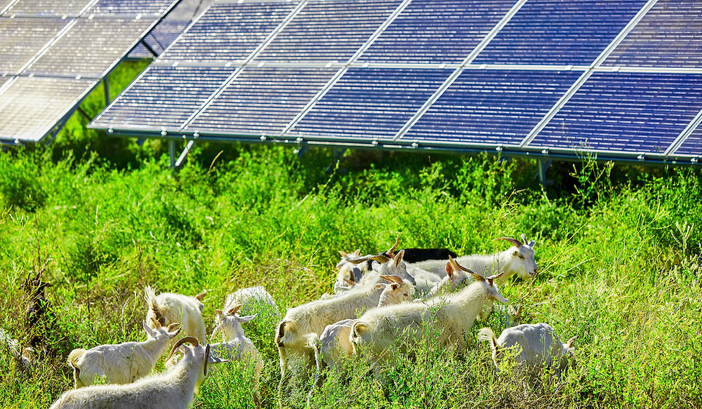 Ziegen weiden zwischen Solaranlagen