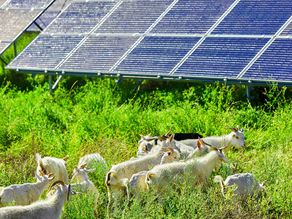 SDE++ 2024: Nieuwe kansen voor natuurinclusieve zonneparken