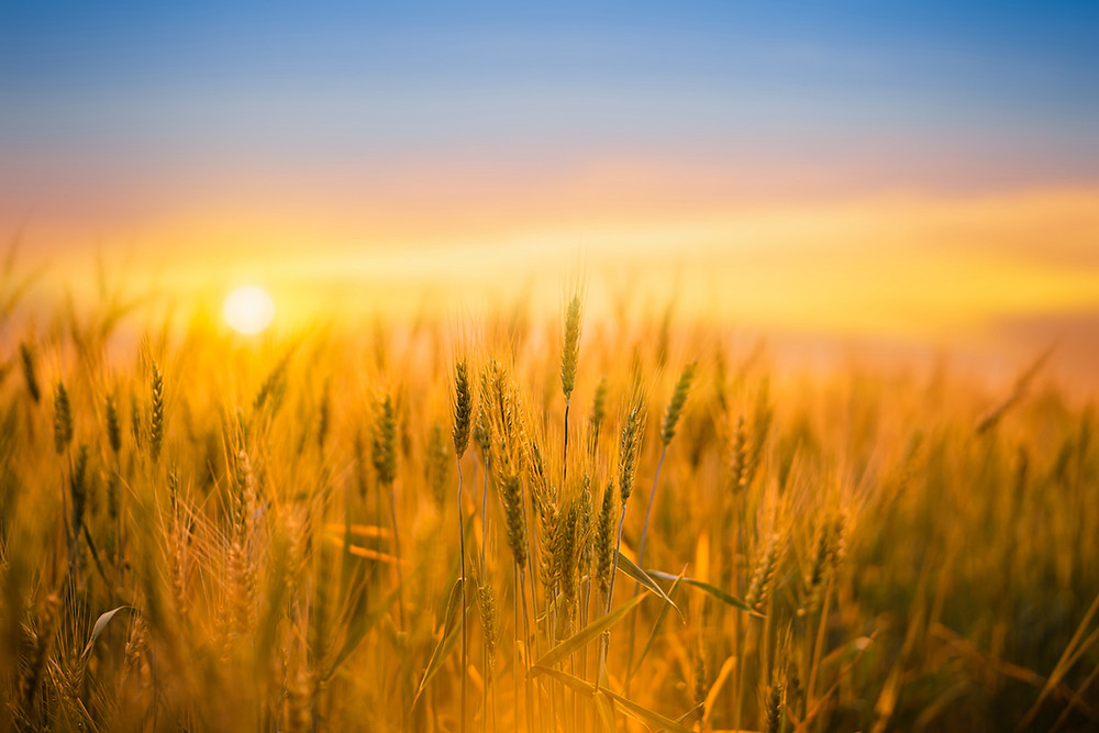 Anbaukulturen und Agri-Photovoltaik