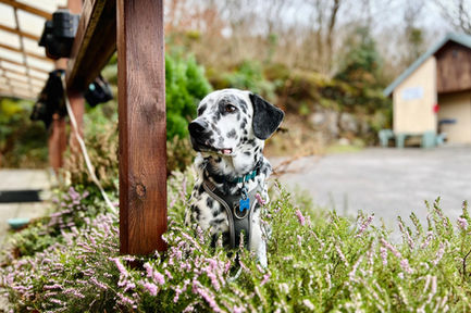 Highland Basecamp Dog Dogs Haggis.jpeg