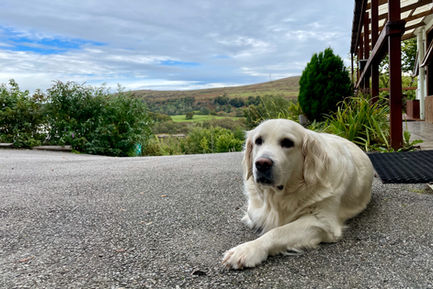 Highland Basecamp Lochaline Dog_014.jpeg
