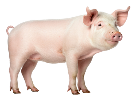 CERDO EN CURVAS_edited_edited.png