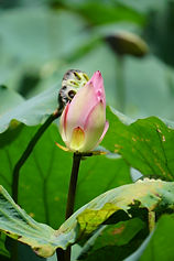 DSC05588.JPG