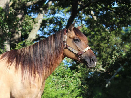 ANTE UP FOR LOVE ~ SOLD