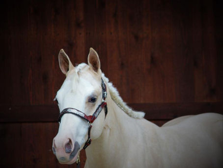 SHEZ A GOLDEN GIRL ~ SOLD