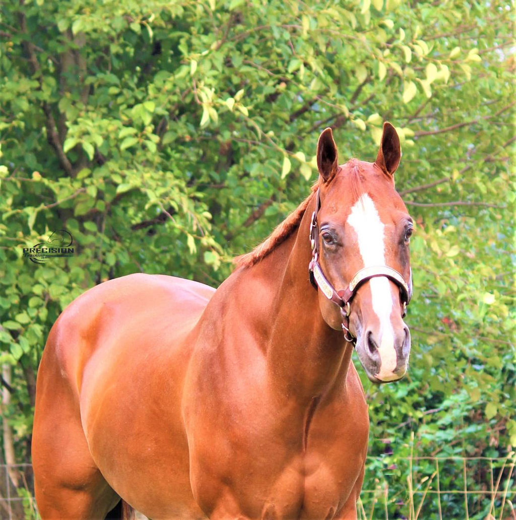 Horses for Sale Precision Horse Training Oregon, USA
