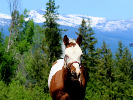 ITS ALL ABOUT LAZY "Walker" -- Keeping this one 😀