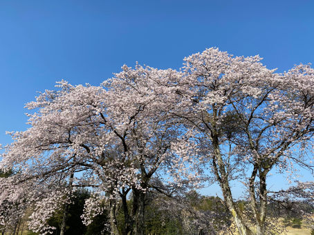 桜と肉と