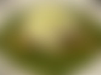 新メニューのご紹介です