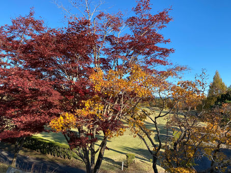 紅葉してきました