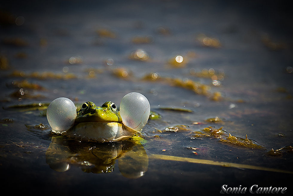 FR - Grenouille verte