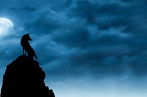 wolf-3603190_1920.jpg