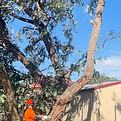 Large tree branch being removed from ground level using professional equipment