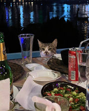 egypt cat50.jpg