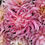 Thumbnail: Hollyhill Cotton Candy