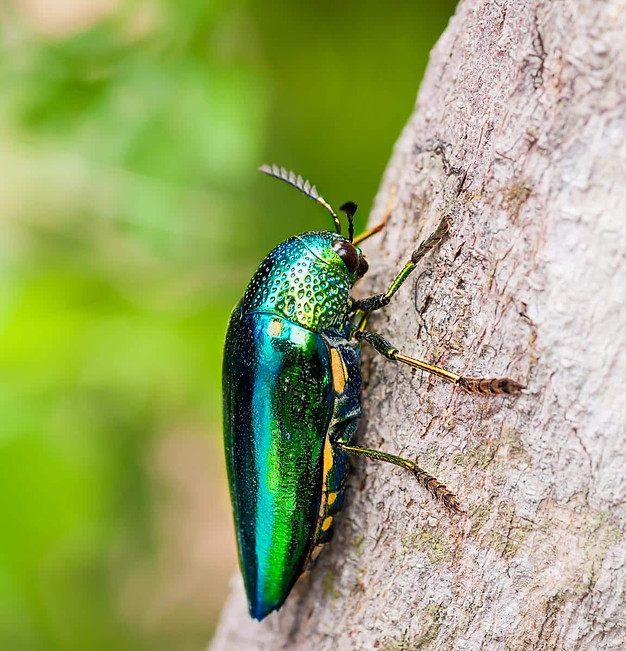 Jewel-beetle.jpg