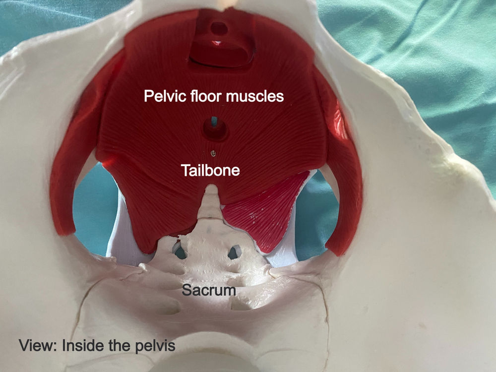 Ouch, my tailbone hurts!