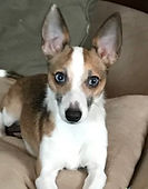 Stella