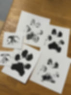 Bilde av poteavtrykk + snute.jpg