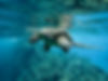 closeup-green-sea-turtle-swimming-underwater-lights (2).jpg