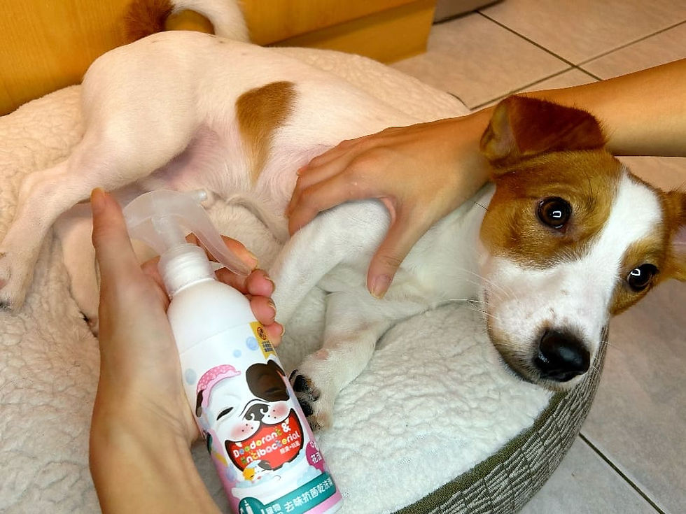 汪咪博士去味抗菌乾洗澡, 寵物乾洗澡推薦, 寵物乾洗粉, 寵物乾洗dcard, 寵物乾洗噴霧, 寵物乾洗澡dcard ptt, 貓咪乾洗澡dcard ptt, 貓咪乾洗澡好嗎, 貓咪乾洗推薦, 汪咪博士評價