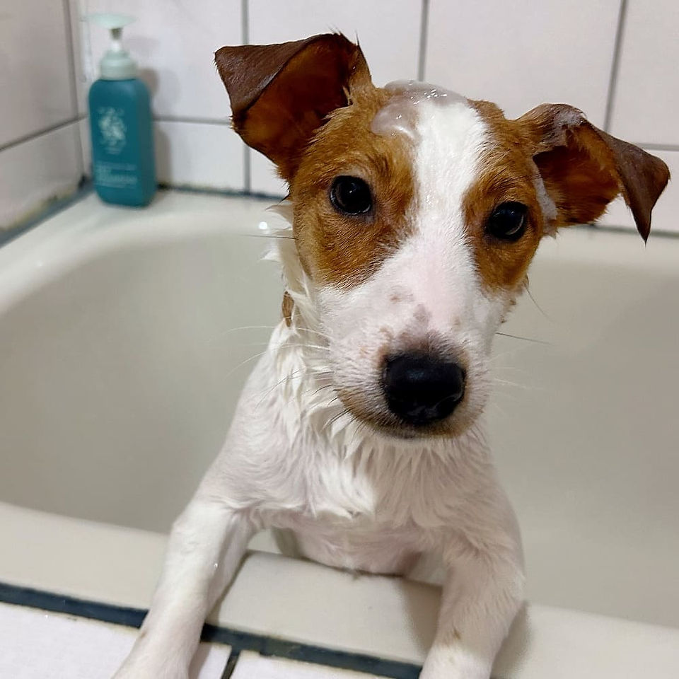 Good Mo Family, Natural dog shampoo for itchy skin, dog allergies skin treatment natural, medicine, how to treat dog skin disease at home, Dog Allergy shampoo PetSmart, Vet's best shampoo PetSmart, Top Paw skin Relief Shampoo, Top Paw skin Relief Spray, Dog shampoo for allergies and itching, Medicated dog Shampoo for itchy skin, bacterial infection, yeast, anti fungal, Vet's Best Allergy Itch Relief Shampoo for Dogs, Best dog shampoo for itchy skin PetSmart, Dog Shampoo and Conditioner, best allergy medicine for dogs with itchy skin