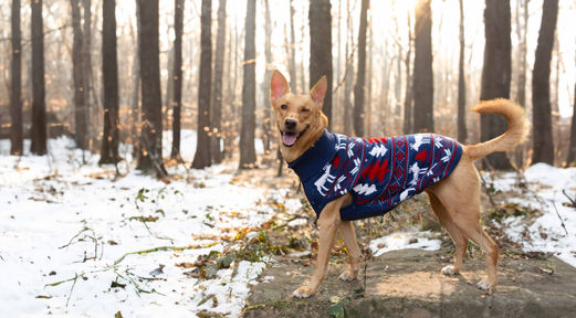 Winter collection - sweater design