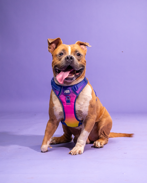 Sunset Print Harness