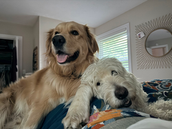 furry babies