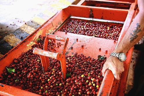 11230048-Coffee-cherries-being-processed.jpg