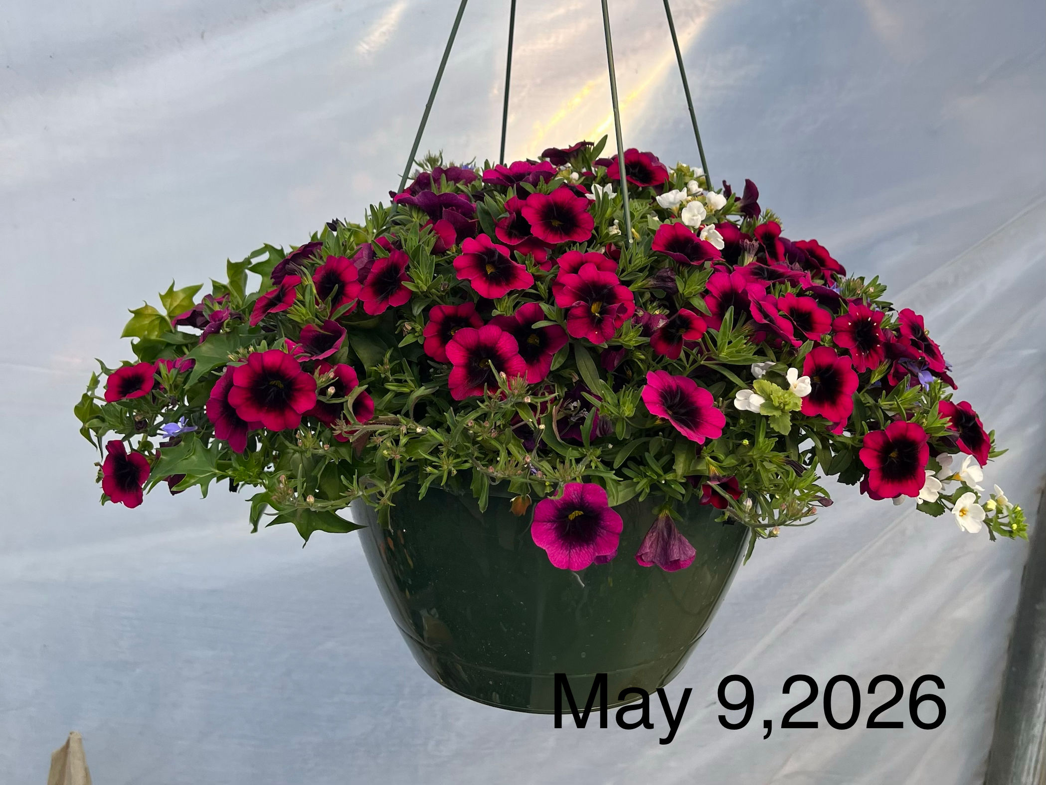 Recipe #4, 12" Sun Hanging Basket