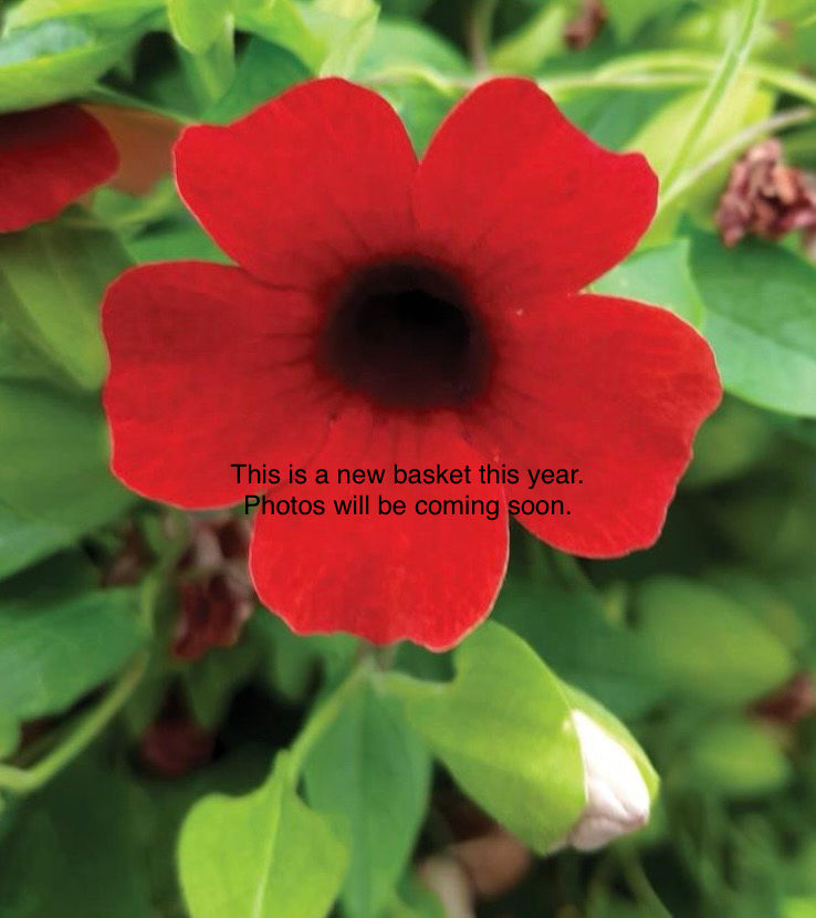 Cherry, 12” Thunbergia Hanging Basket