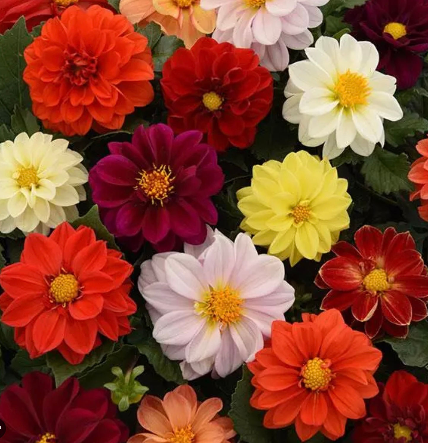 Dahlia, Figaro Mix 4 pack