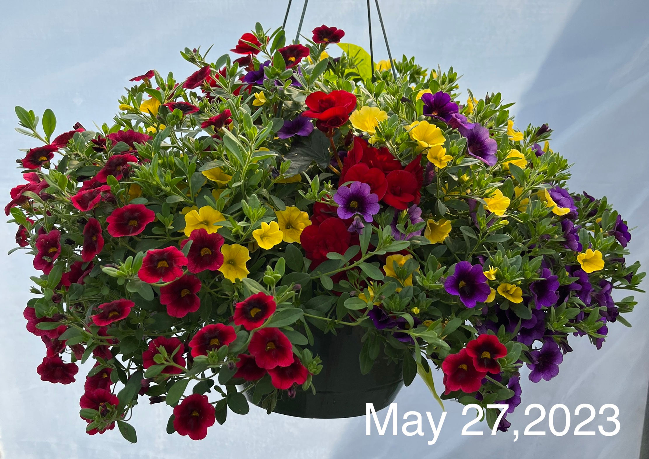 Recipe #39, 12" Sun Hanging Basket